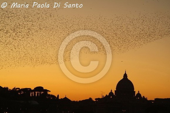 Starlings in Rome
