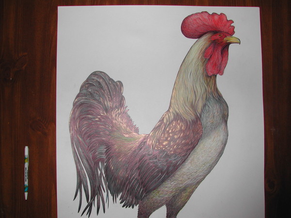 ROOSTER