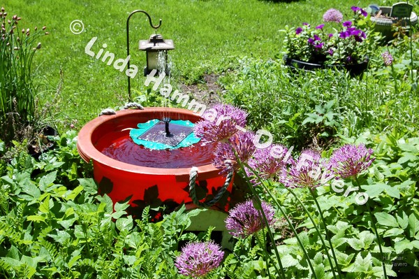 Solar Fountain with Allium (Onions) Blooming Photo