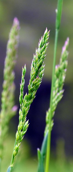 Purple-tipped Grass