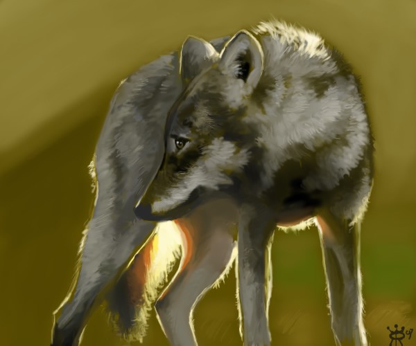 Wolf