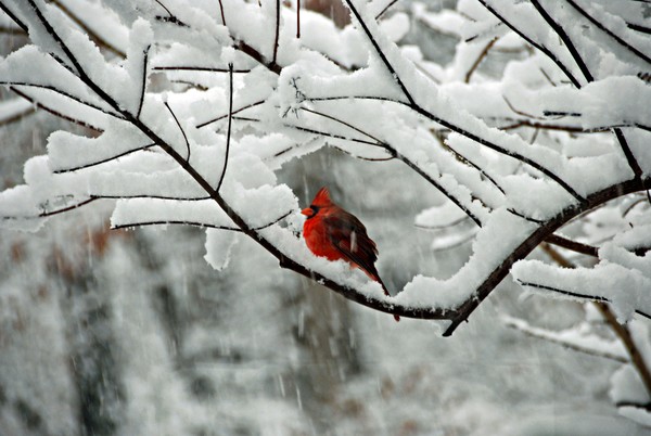 Red Cardinal in the snow