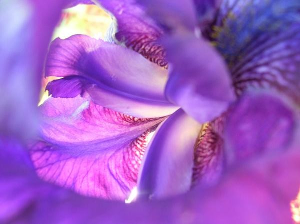 Inside a Flower