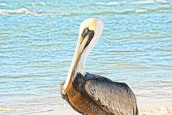 Pelican by the shore