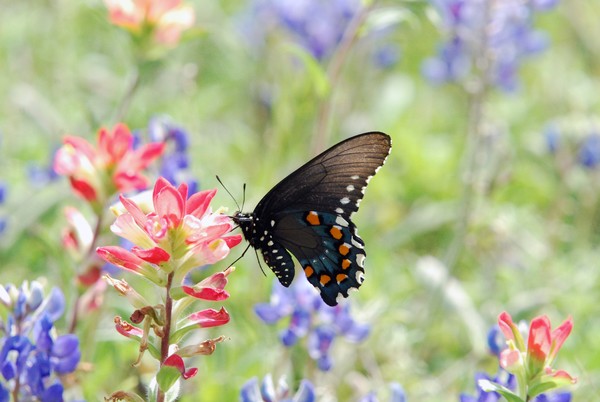 Butterfly on indian paintbrush