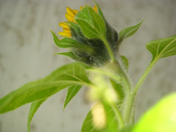 My sons sunflower ..still growing2008 sept.