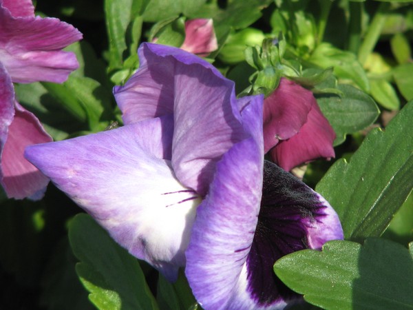 ..purple-violet..florals..