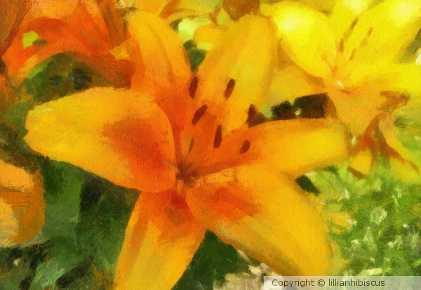 Summer Lilies