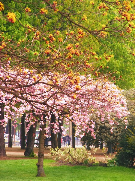 Paris Park Spring