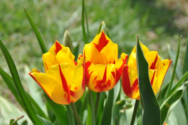 Backyard tulips