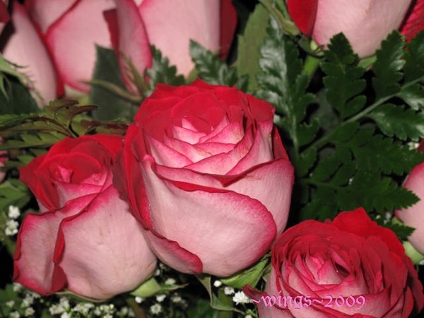 Blushing Roses~