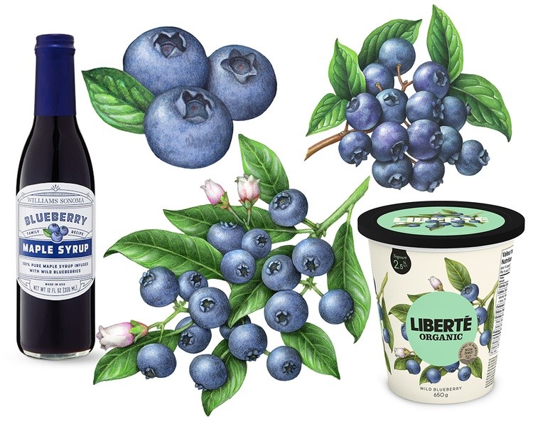 Blueberry Illustrations for Packaging