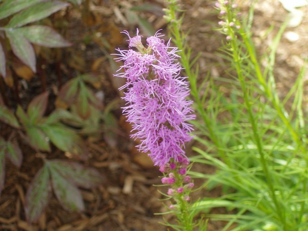 Purple Flower