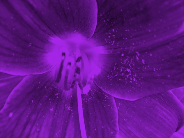 Purple Lily Neon Art