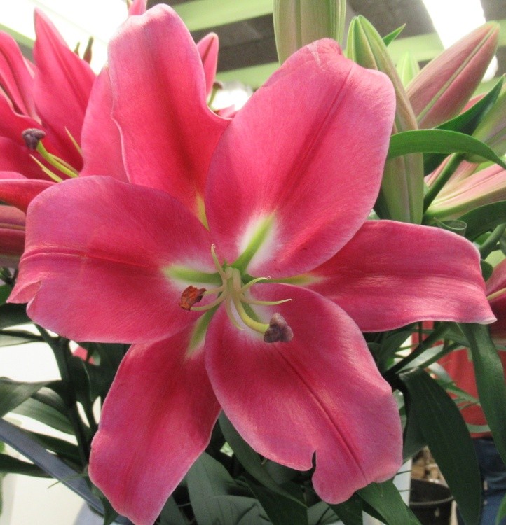 PINK LILY