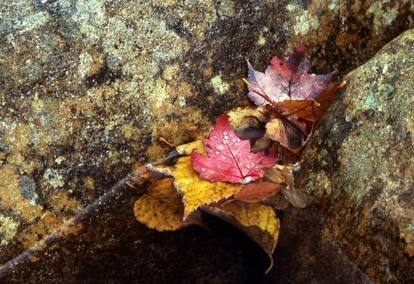 Autumn Leaves in a Forest Puddle