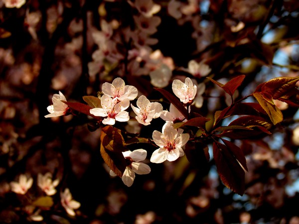 Pink tenderness