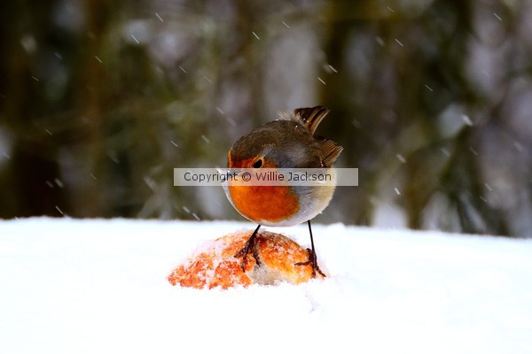 Robin in the snow
