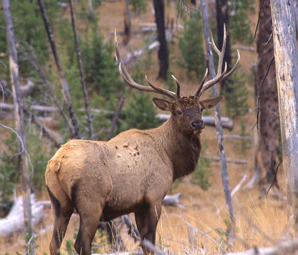 Bull Elk