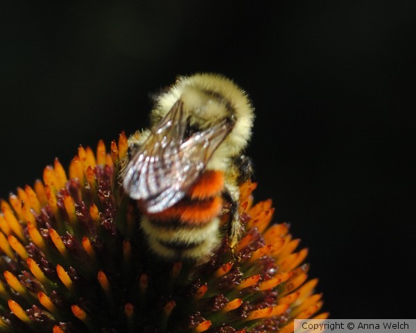 Baby Bumble bee