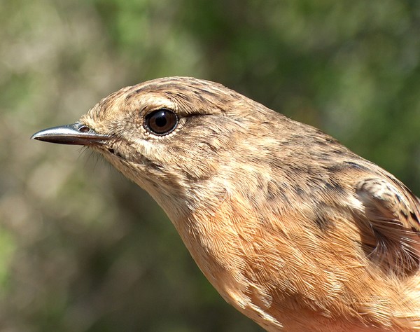 Female Stonechat