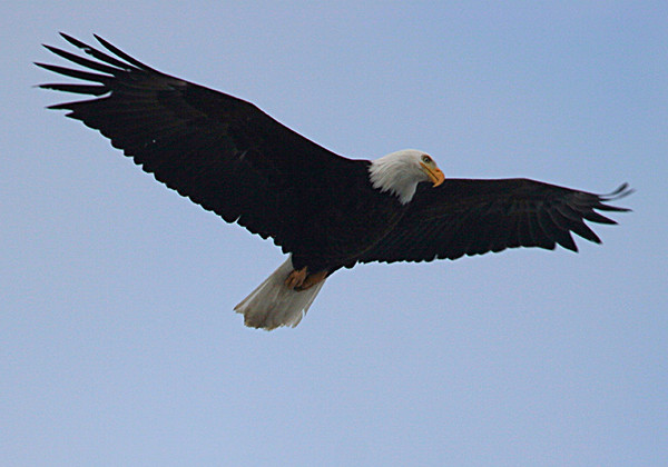 Bald Eagle