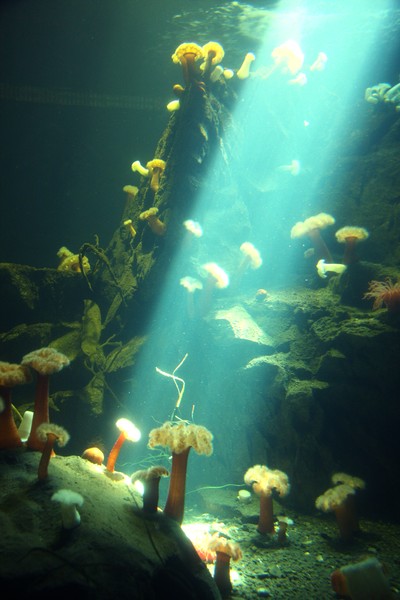 Undersea Garden