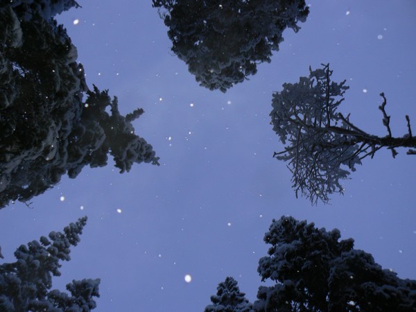 Starry Snow