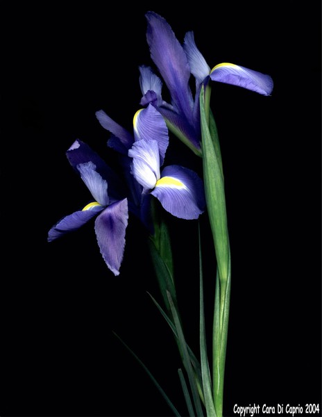 Purple Iris 005