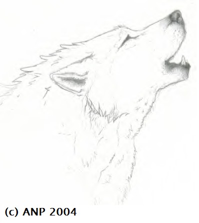 Howling Wolf Head