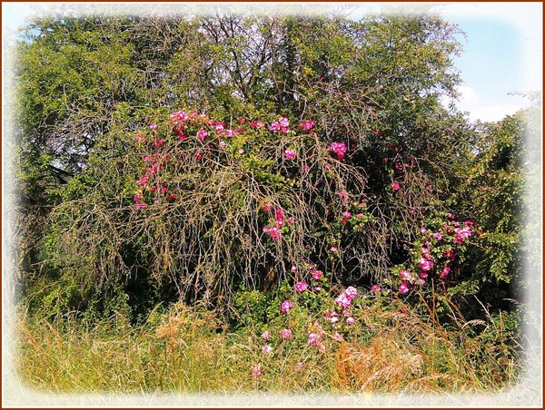 Wild Roses 2