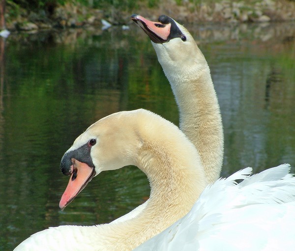 Mute Swans