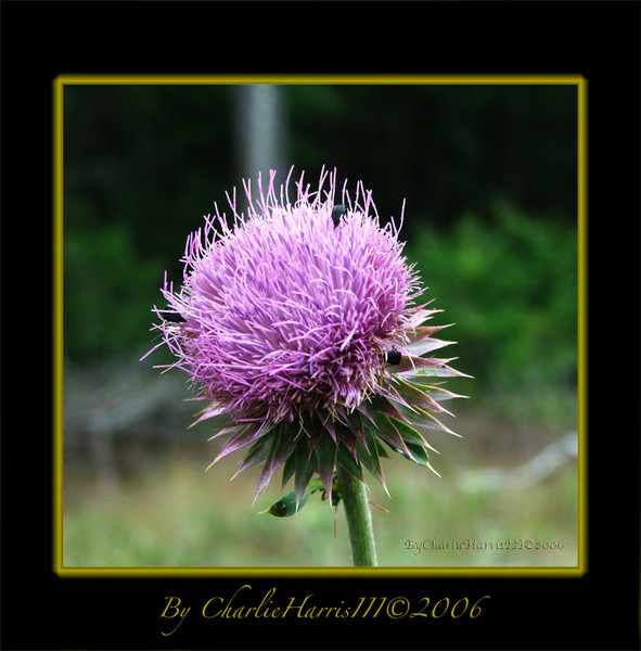 Musk Thistle On My Property