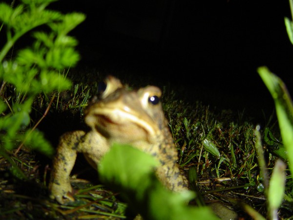 Frogs Night