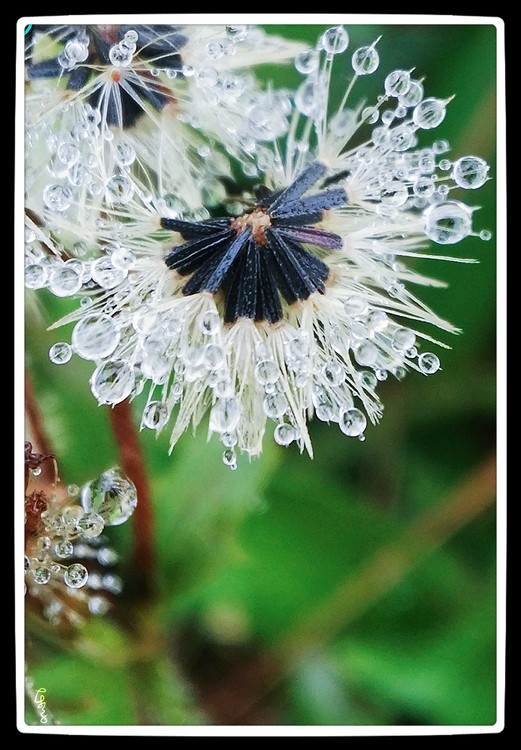 Dead Flower with Dewdrops