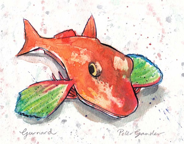 Gurnard