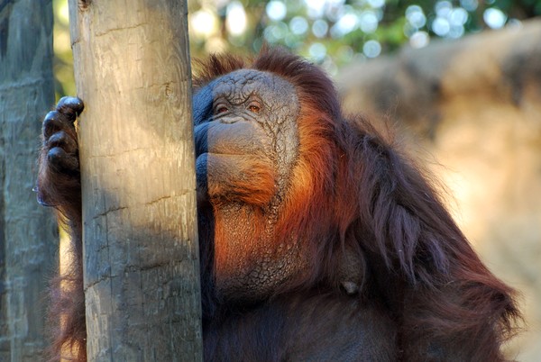 Thoughtful Beauty