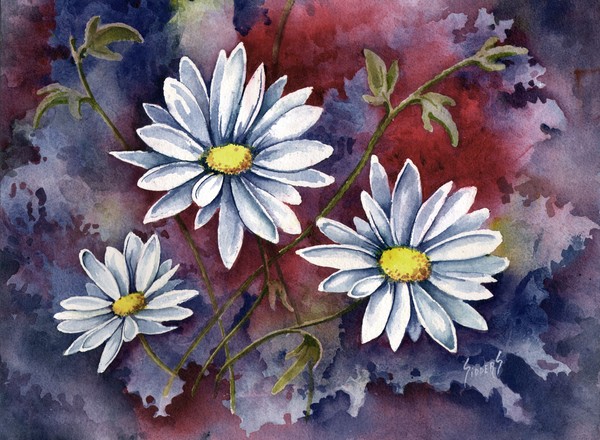 Pampa Daisies