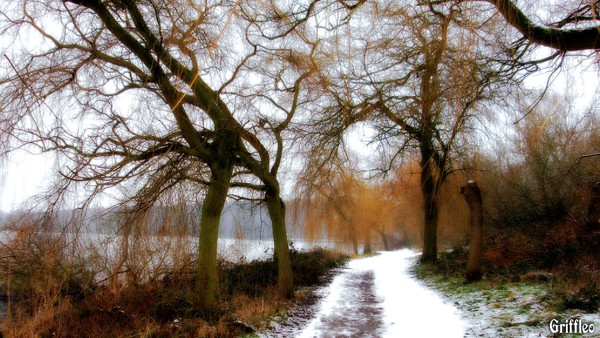 SNOWY STROLL