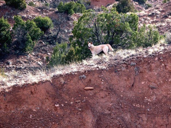 new mexico stray