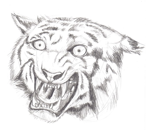 Stuffed Tiger Sketch