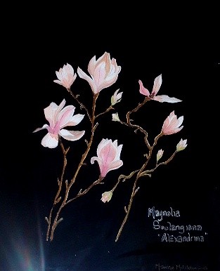 Magnolias 2