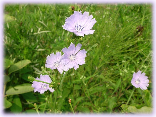 Illinois Prairie Flowers