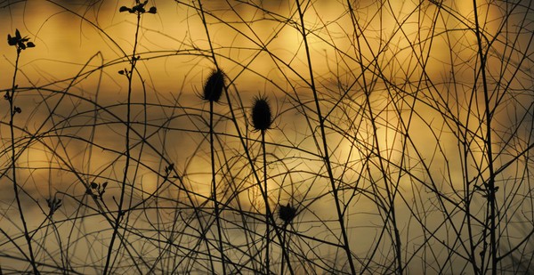 Dance Of The Thistles