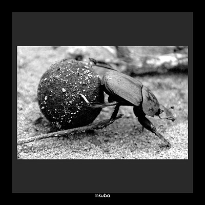 Inkuba / Dung Beetle