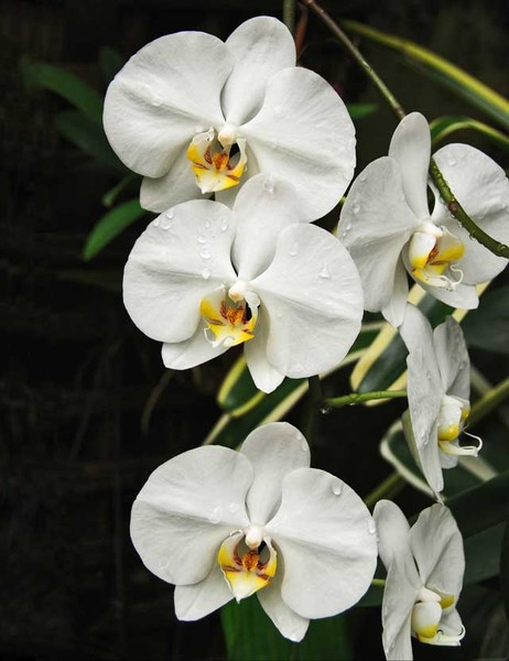 White orchids