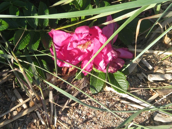 ..OF COURSE THE BEACH ROSES...