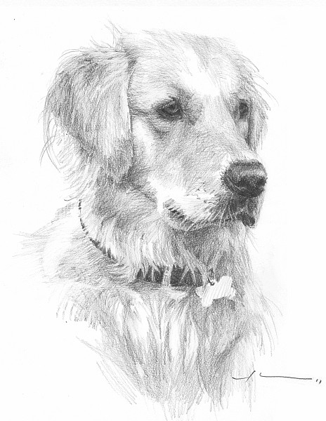 regal dog pencil portrait