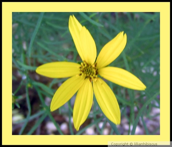 Coreopsis