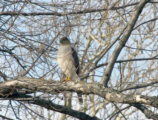 Concerned Hawk